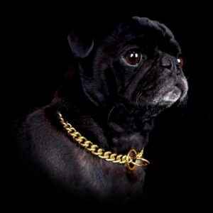 18K Gold Plated Stainless Steel Choke Chain Dog Collar – 0.5" Width (Small Sizes)