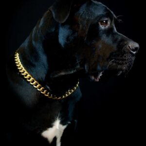 18K Gold Plated Stainless Steel Choke Chain Dog Collar – 0.8" Width (Large Sizes)