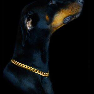 18K Gold Plated Stainless Steel Choke Chain Dog Collar – 0.5" Width (Medium Sizes)